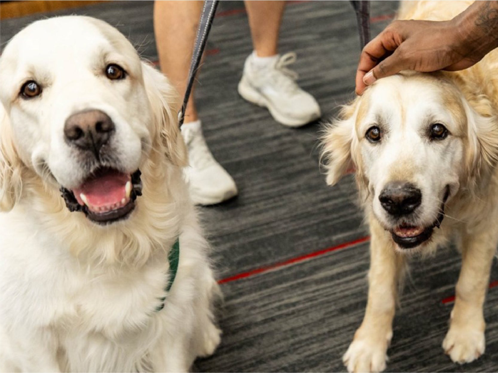 A photo of two white dogs both on leashes.